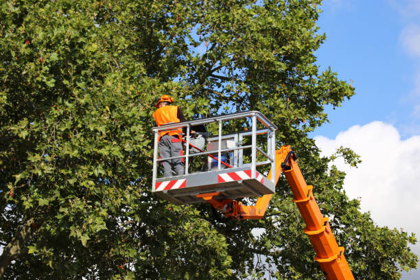 Best Leaf Removal  in Phoenixville, PA